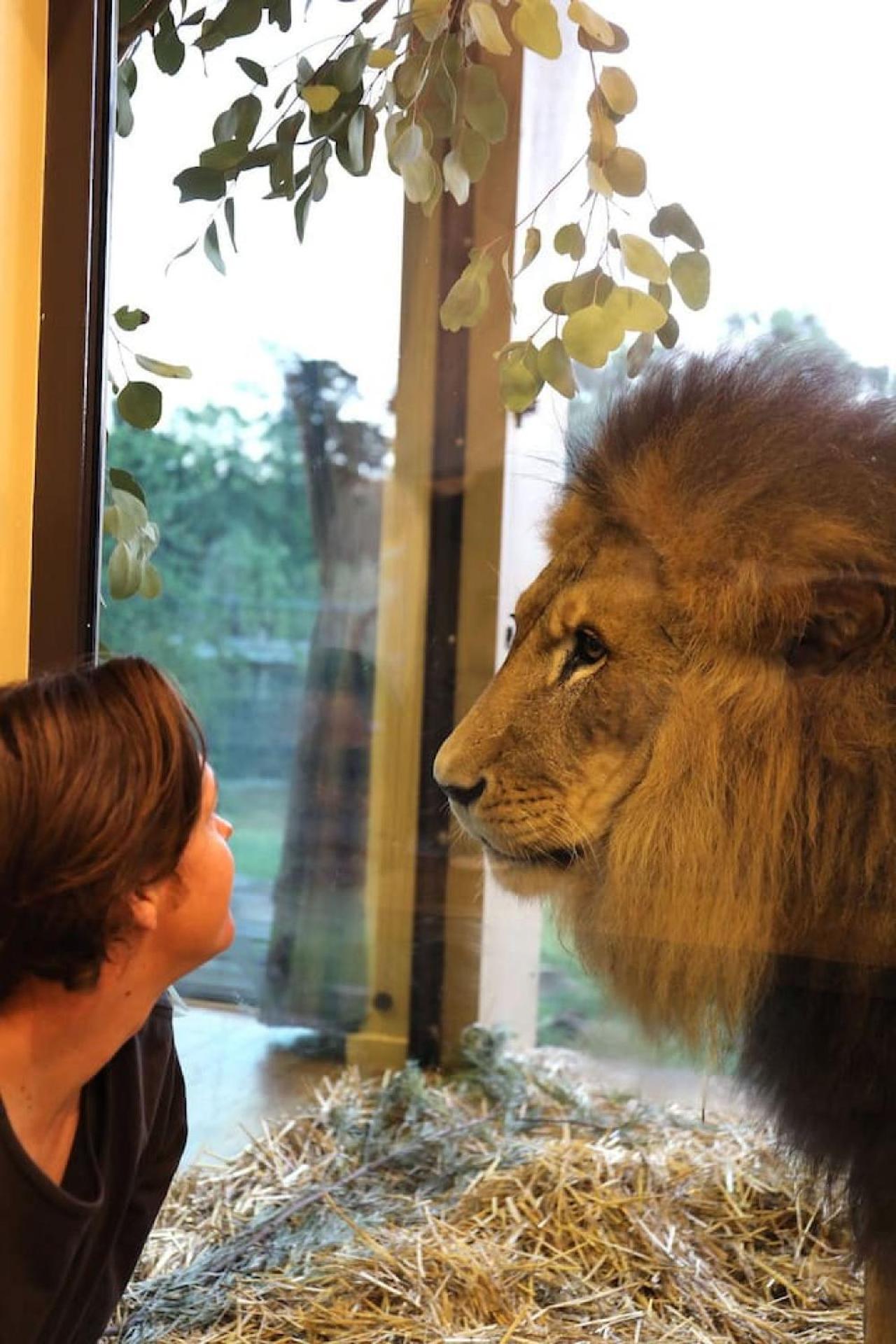 Big Cat Bungalows At The Haven - Lion 2 Canastota Buitenkant foto